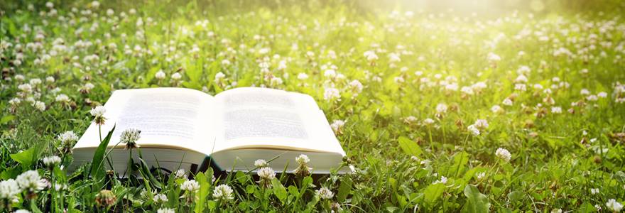 Open,Book,On,A,Lawn,With,Clover,In,The,Evening